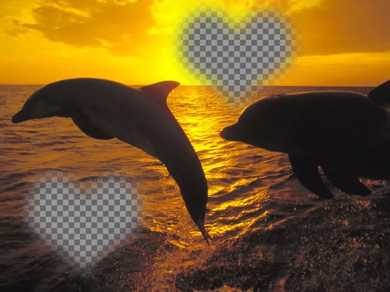 Collage pour sauter deux photos en forme de coeur et les dauphins. ..