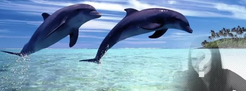 Photo de couverture pour Facebook de dauphins sautant avec le fond personnalisable avec votre..