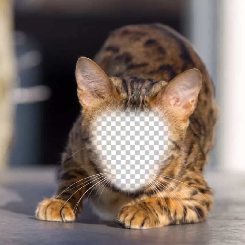 Photomontage dun chat sauvage pour mettre votre visage et devenir un félin ..