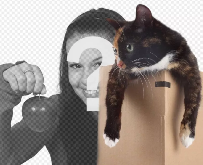 Photomontage de mettre un chat dans une boîte dans une de vos..