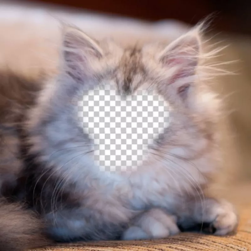 Photomontage pour devenir un chat persan blanc et gris avec votre photo ..