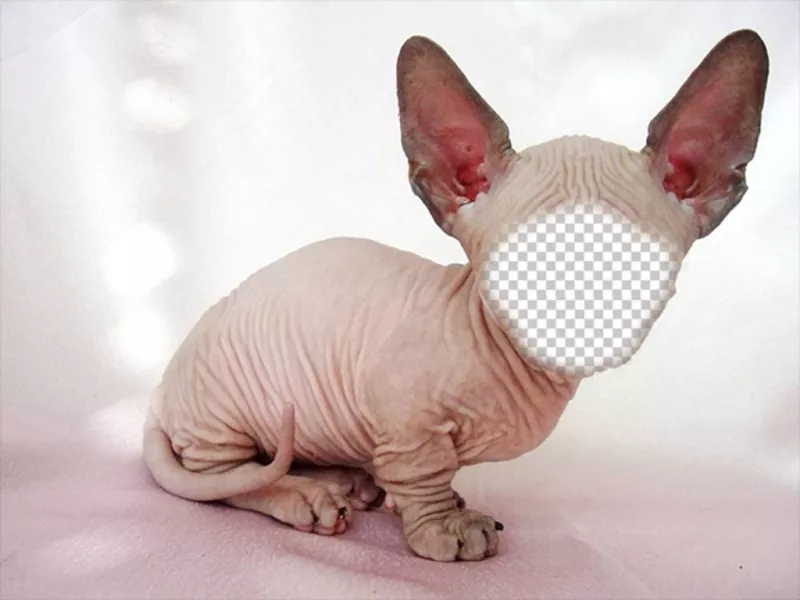 Photomontage dun chat de Sphynx chauve avec de grandes oreilles où vous pouvez mettre votre visage ..