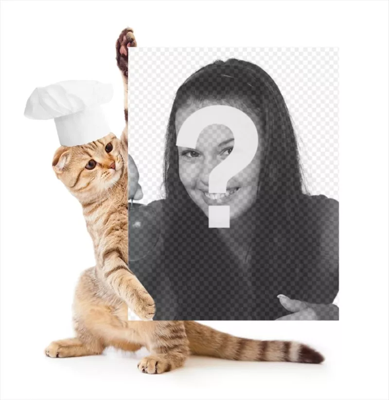 Photomontage avec un chat habillé en chef de la tenue de votre image. ..