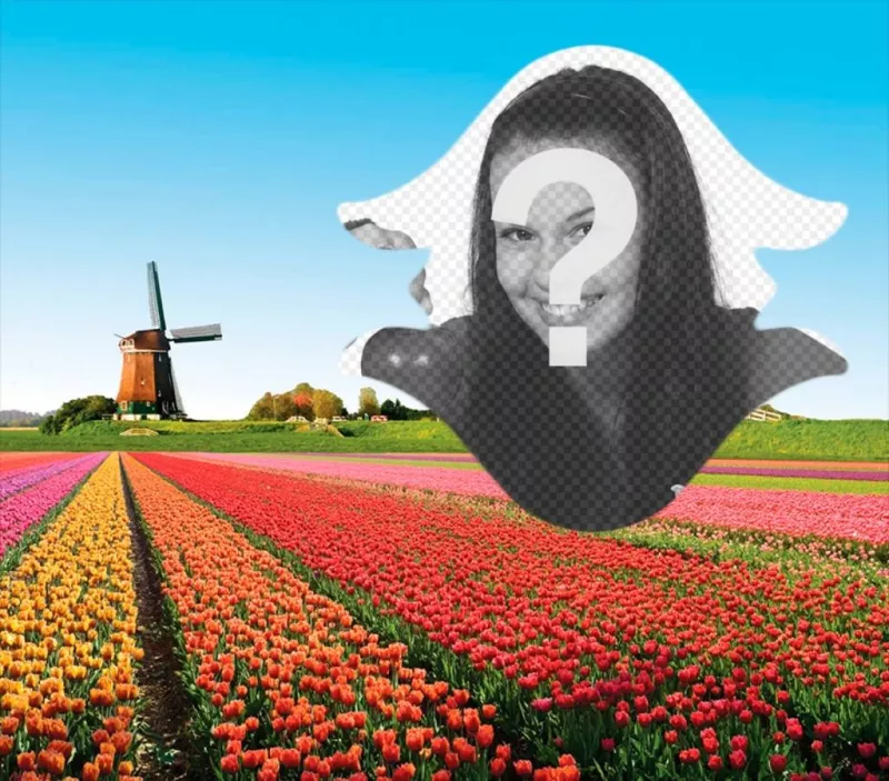 Carte postale de la Hollande avec les tulipes ..