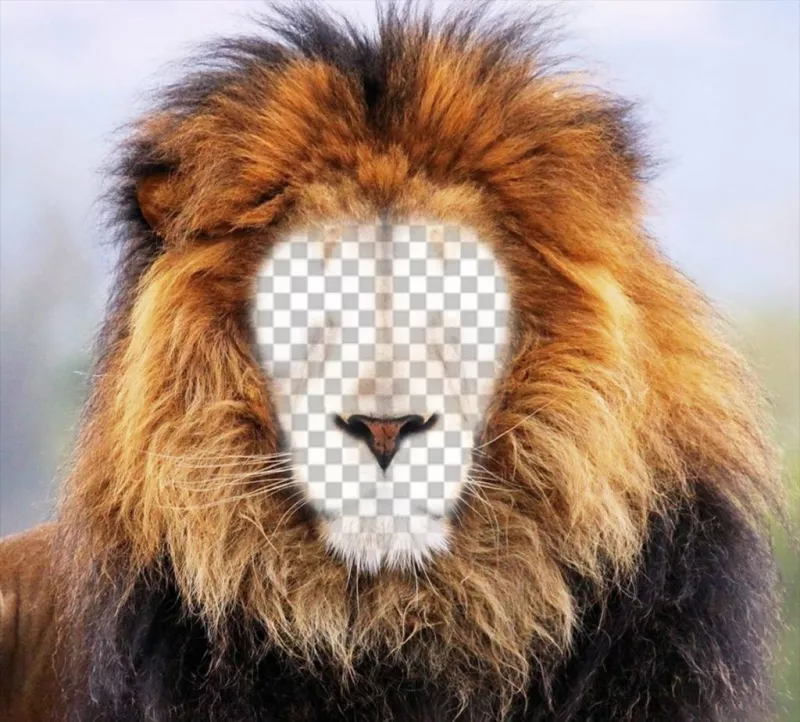 Photomontage dun lion pour mettre votre visage en ligne ..