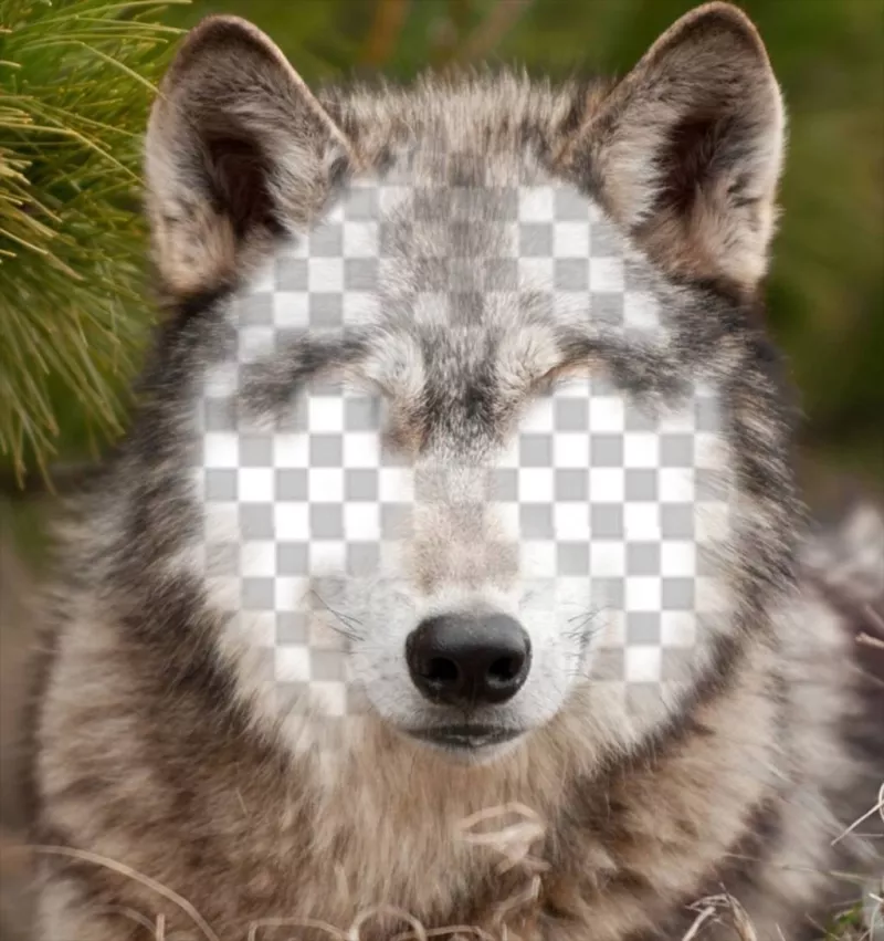 Placez votre visage sur un loup avec cette photo effet ..