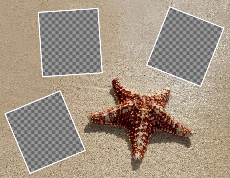 Collage déditer avec trois photos avec une étoile de mer et gratuitement ..