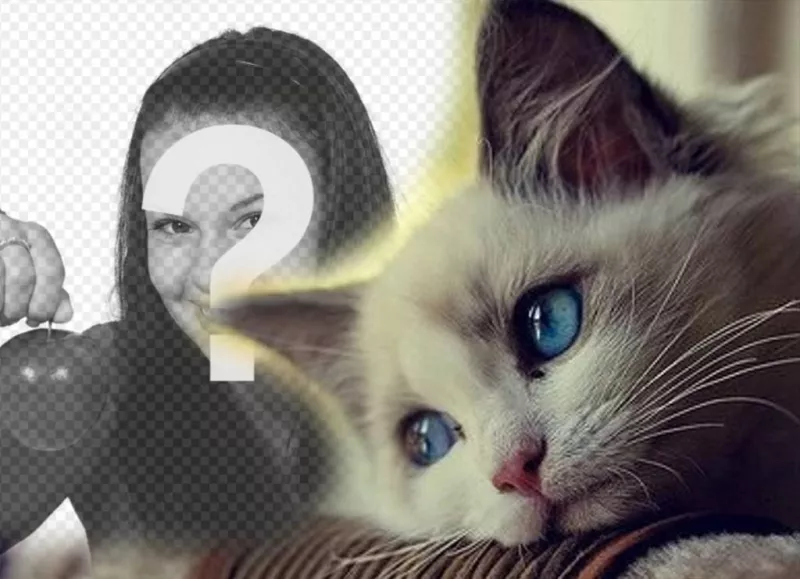 Effet dun bleu-yeux chat mignon pour ajouter en ligne effet photo de votre photo à modifier avec votre photo préférée si vous aimez les chats et part dans vos réseaux sociaux gratuitement. Un effet mignon avec un chaton yeux bleus que vous pouvez modifier à votre image en..
