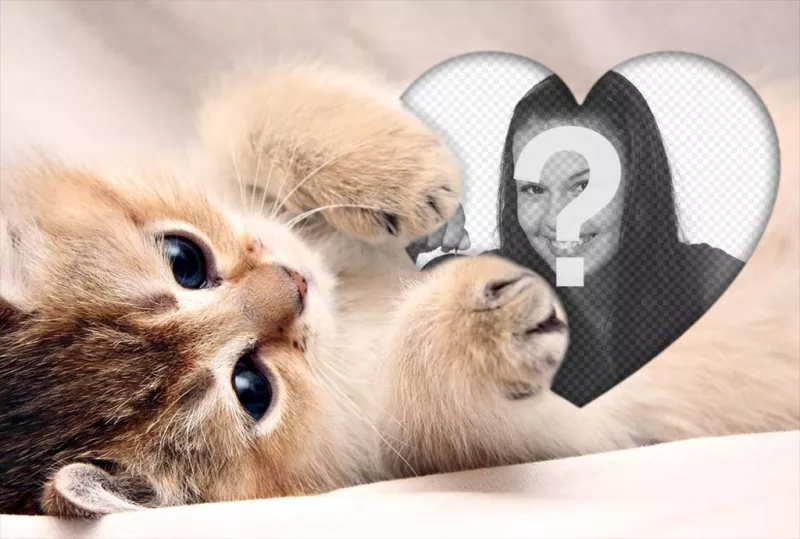 Mignon effet photo dun chaton étreignant un coeur pour ajouter votre photo ..