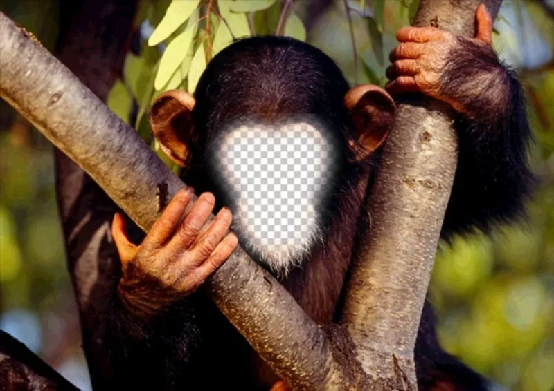 Effet amusant de mettre votre visage à un singe en ligne ..