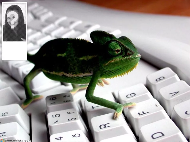 Contexte de twitter avec une image dun caméléon dans un clavier. Personnaliser avec votre photo sur le..