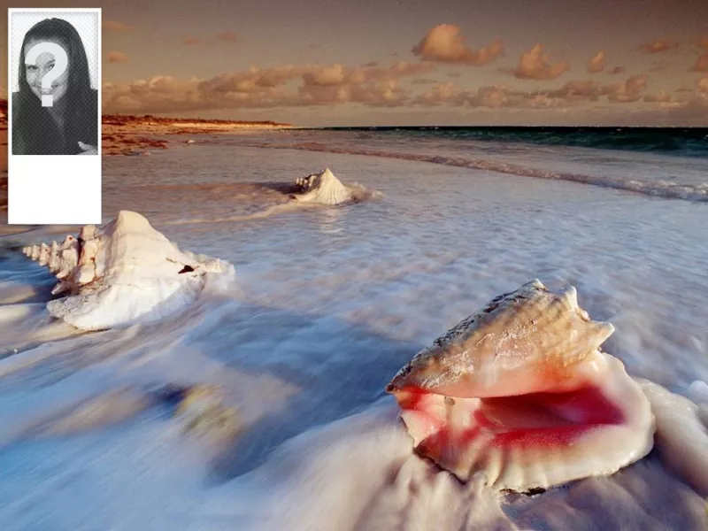 Contexte de votre compte twitter de coquillages sur la plage. Vous pouvez mettre votre photo sur le..