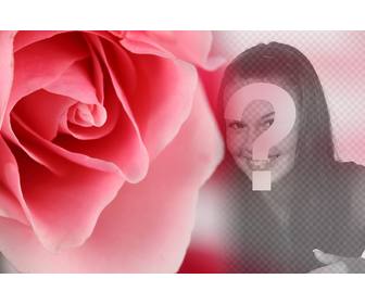 photomontage romantique avec une rose rose et le flou darriere-plan ou superposer une photo vous-meme ou votre partenaire