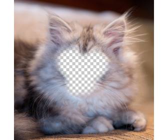 photomontage pour devenir un chat persan blanc et gris avec votre photo