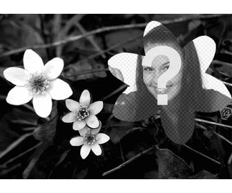collage avec une photo fleurs noir et blanc et une photo telechargee par vous forme fleur aussi