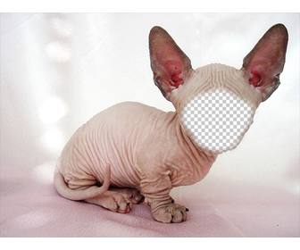 photomontage dun chat sphynx chauve avec grandes oreilles ou vous pouvez mettre votre visage