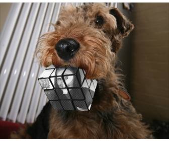 rubik cube photomontage mordu par un chien telecharger une photo et faire cet effet
