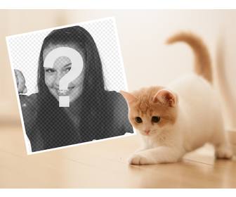 effet photo avec un chaton mignon pour telecharger votre photo preferee