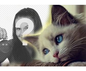 effet dun bleu-yeux chat mignon pour ajouter ligne effet photo votre photo modifier avec votre photo preferee vous aimez les chats et part dans vos reseaux sociaux gratuitement un effet mignon avec un chaton yeux bleus vous pouvez modifier votre image quelques etapes