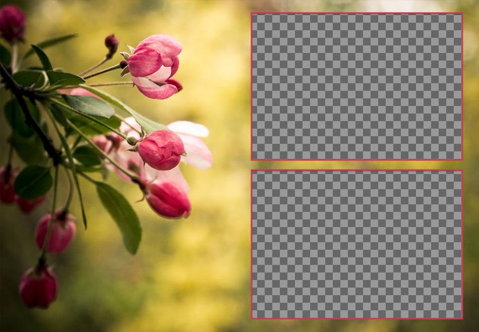 Collage de deux photos avec des tulipes au printemps de roses en fleur. ..