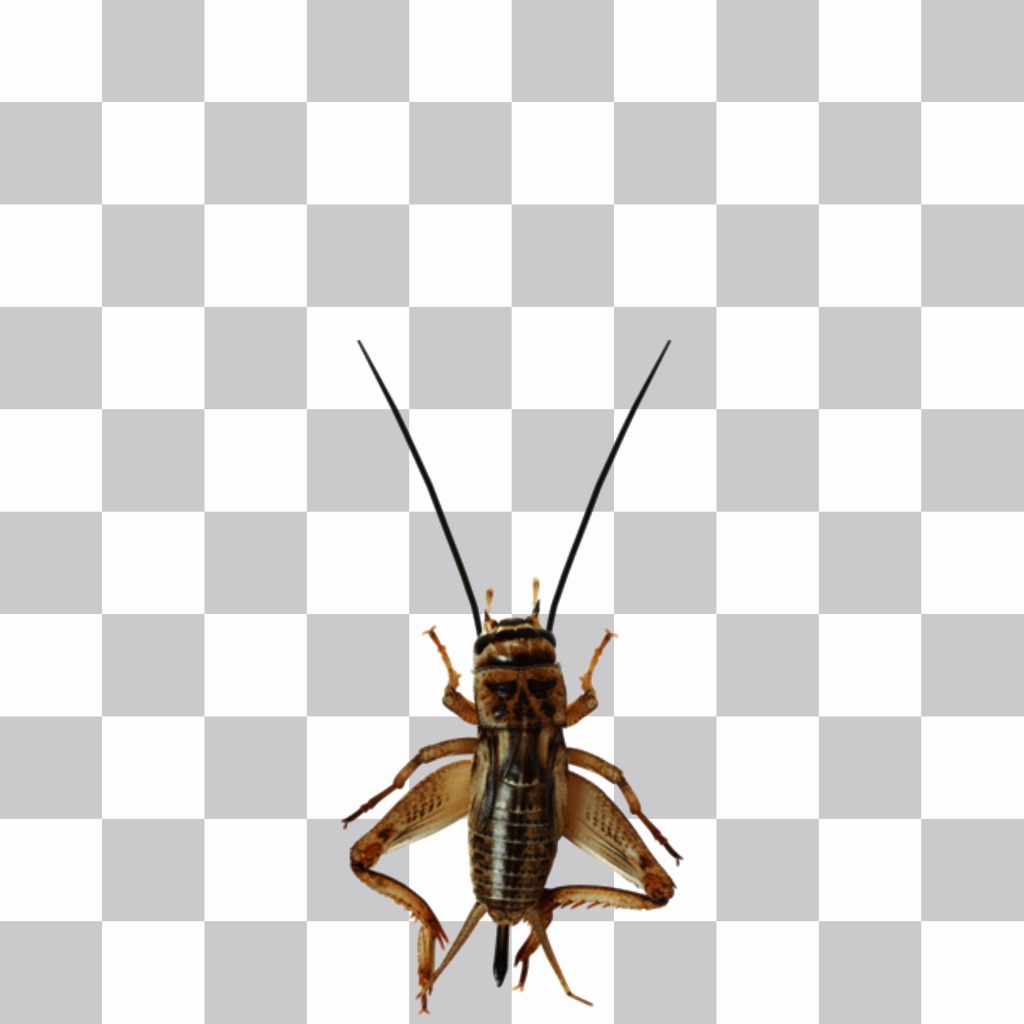 Bumper insectes avec de longues antennes et dappliquer à vos photos jambes. ..