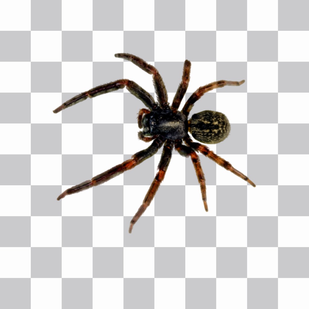 Photomontage pour mettre une araignée dans vos photos avec notre éditeur en..