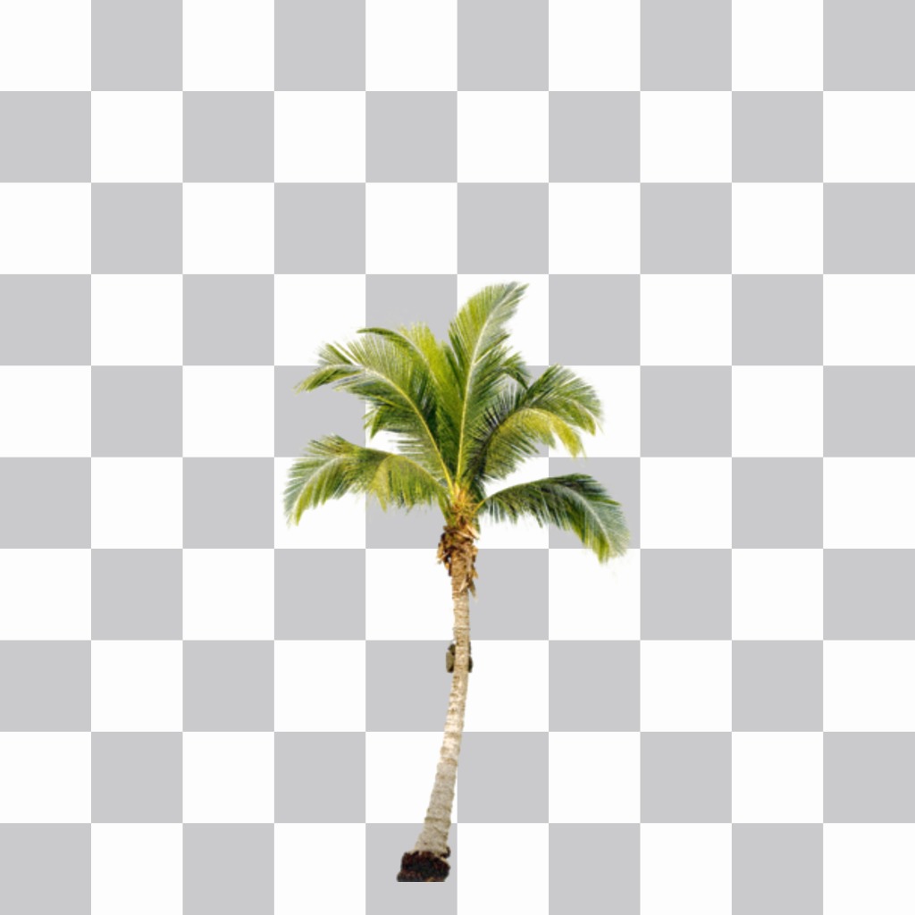 Mettez un palmier sur vos photos et crée un effet que vous êtes sur une plage des Caraïbes. ..