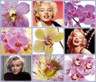 collage gratuit avec belles fleurs pour ajouter trois vos photos