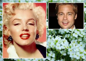 collage deux photos avec des fleurs blanches