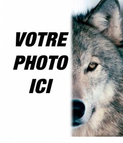 Moitié tête de loup Montage photo