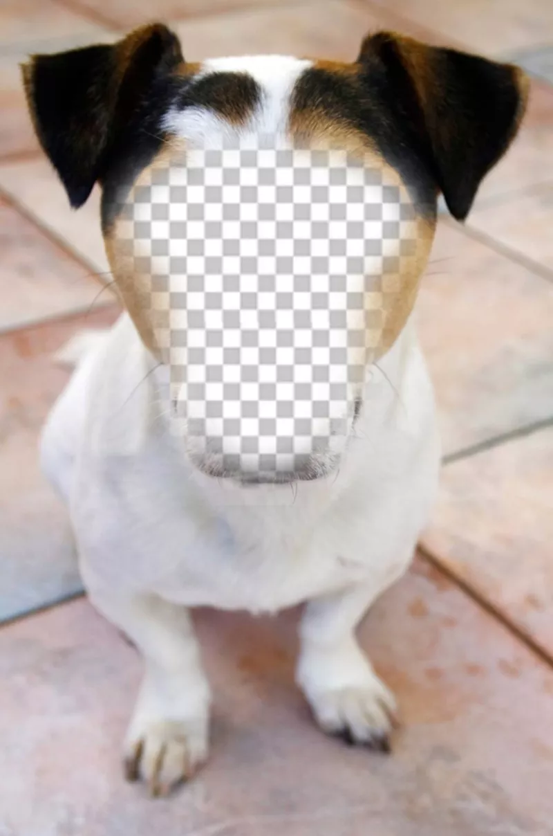 Photomontage dun chien où vous pouvez placer votre visage et gratuitement ..