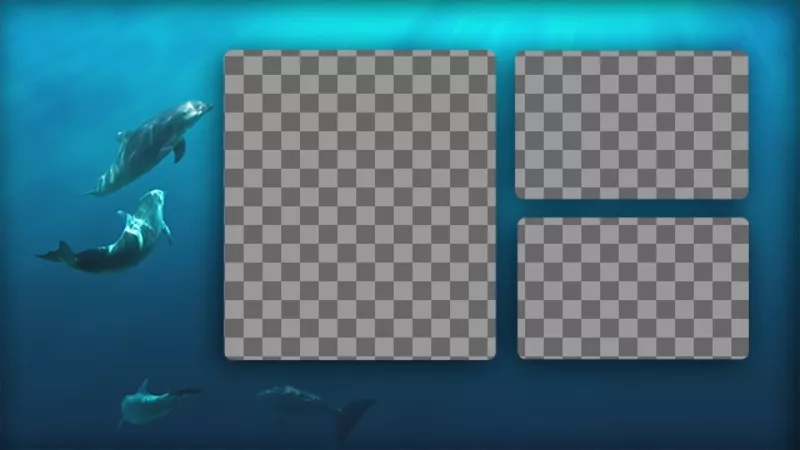 Collage de trois photos avec un fond bleu avec les dauphins dans la..