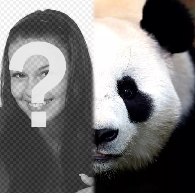 Transformez votre moitié panda visage avec ce photomontage. ..