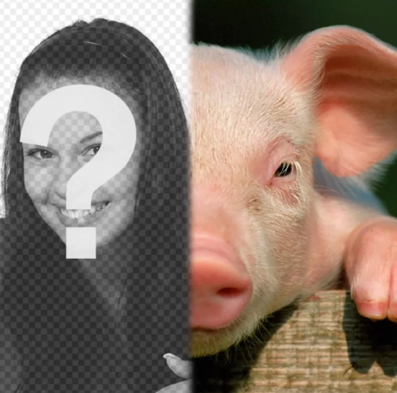 Cochon avec votre visage pour faire un photomontage. Utilisez cet ensemble de ..