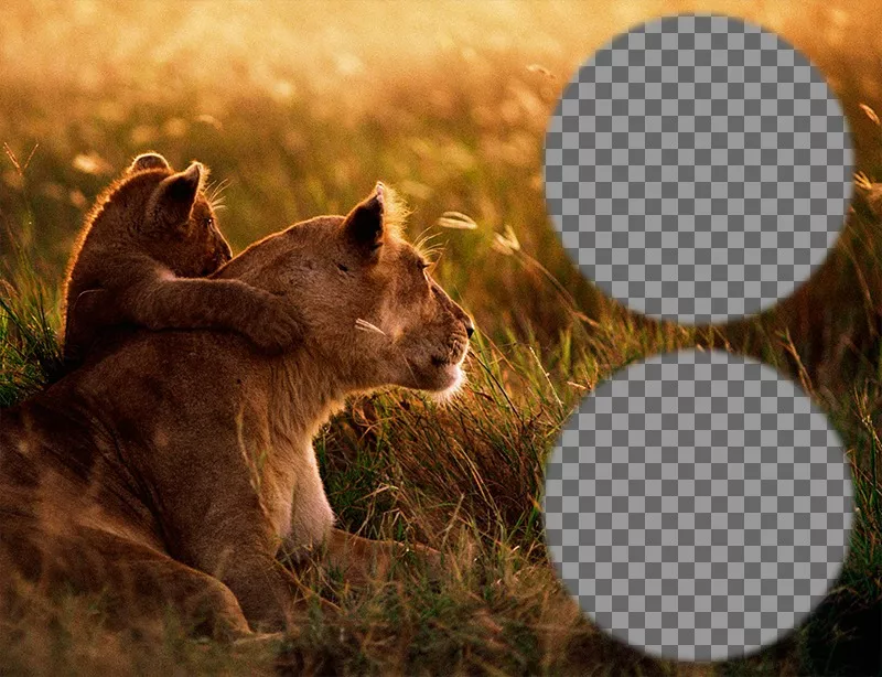 Collage de deux photos avec une lionne et son petit. ..