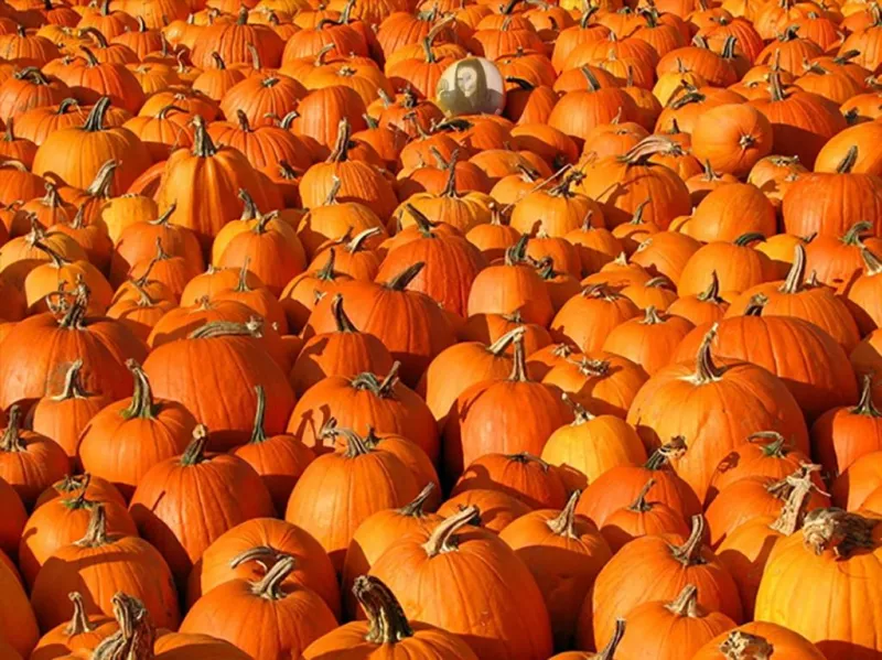 Jouez avec cette image pour cacher une image dans une pile de citrouilles ..