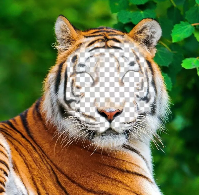 Photomontage dun tigre de télécharger votre photo sur son ..