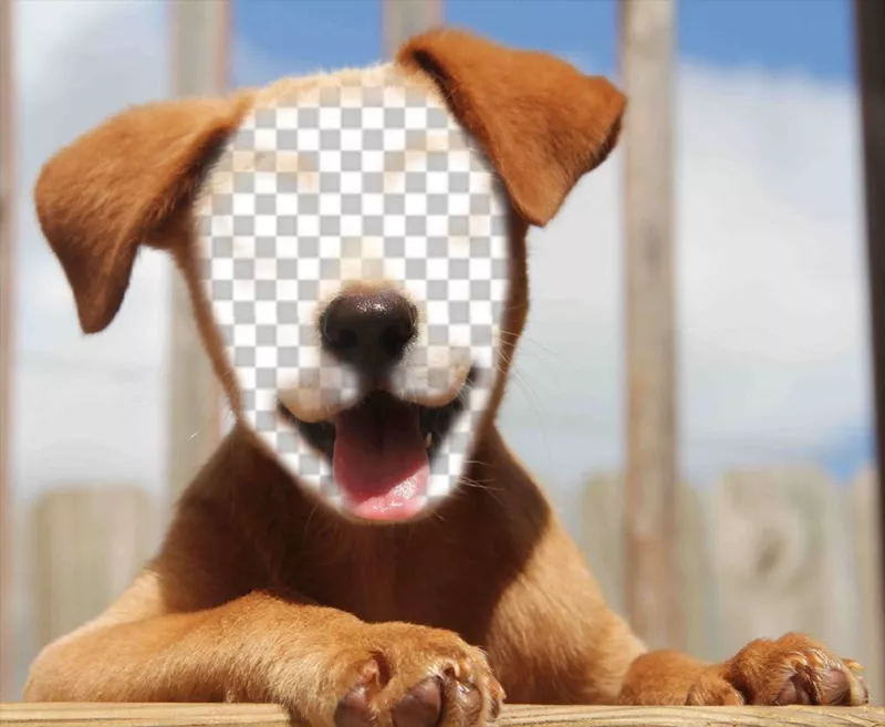 Ajouter votre visage à la face dun beau chien avec effet Fun cet effet de télécharger votre photo sur le visage dun chiot et de le partager sur vos réseaux sociaux pour faire rire vos amis avec cet effet gratuit et très réel. Soyez un chien tendre avec sa langue pendante..