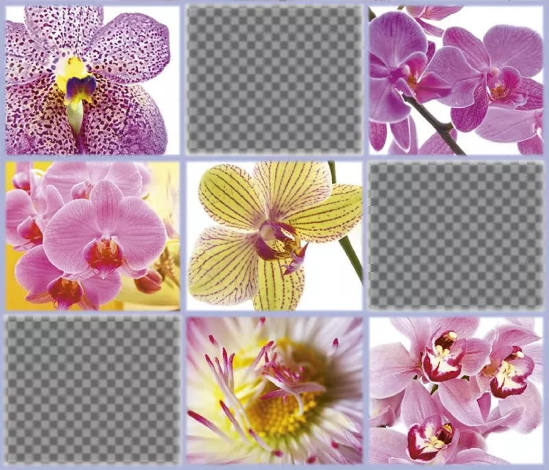 collage gratuit avec de belles fleurs pour ajouter trois de vos photos ..