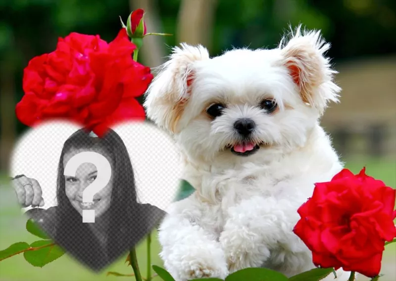 effet libre de lamour avec un chiot mignon et fleurs rouges pour ajouter votre photo ..