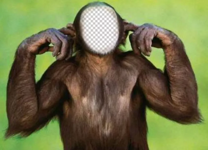 Photomontage du singe qui ne lécoute pas modifier avec votre photo ..