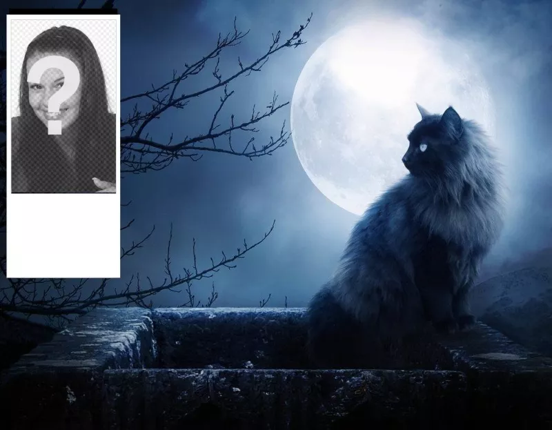 Personnalisés milieux twitter avec un chat noir et une nuit sans lune. Personnalisez avec votre photo en..
