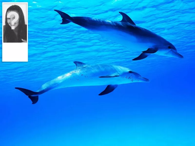 Twitter fond d'un océan avec des dauphins, personnalisable avec votre propre..