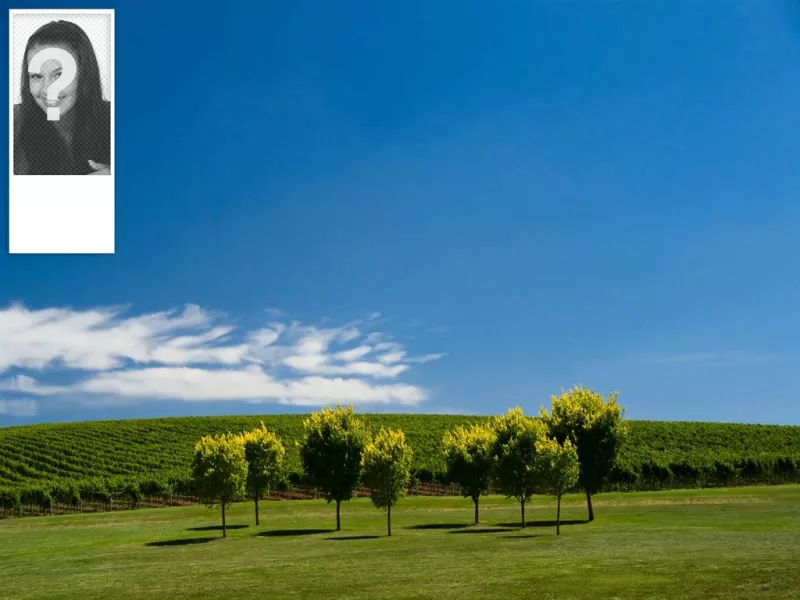 Fonds d'écran pour twitter avec un fond de ciel bleu et les vignes. Personnalisé avec votre..