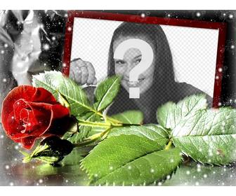 carte postale dquotamour avec une rose dans laquelle vous pouvez mettre votre photo