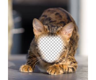 photomontage dun chat sauvage pour mettre votre visage et devenir un felin