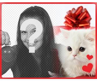 carte postale romantique avec chaton persan blanc avec des coeurs face dune boite-cadeau et photo vous telechargez ligne