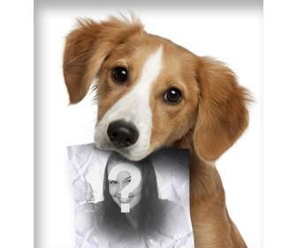 photomontage avec chiot triste recherche son proprietaire qui un role dans bouche ou vous pouvez telecharger une photo