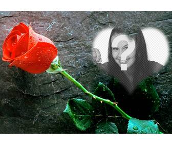 mettez une photo linterieur dun coeur avec une rose cote cet effet photo damour vous pouvez envoyer comme carte postale