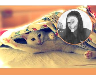 collage avec un chat qui setire sur un lit donnant un bon matin avec les jambes